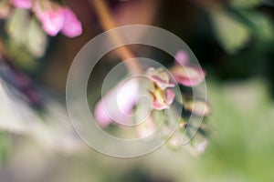 Pink and white, fluffy flowers Trifolium. Clover, aka porridge or Trifolium rubens. macro photo