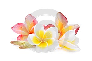 Pink and white frangipani or plumeria tropical flowers isolate photo