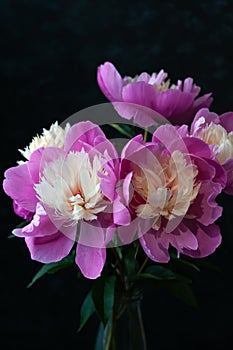 pink and white fresh peonies in glass bottle on black