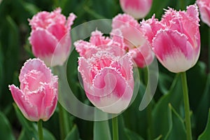 Pink and white Frills Tulips