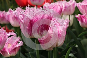 pink white fringed tulip