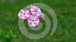 Pink and white garden Annual phox or Phlox drummondii flowers close-up with bokeh, selective focus, shallow DOF