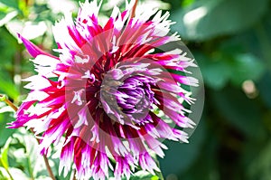 Pink and White Garden Dahlia and Bud in Green Garden