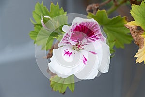 Pink and white geranium flower