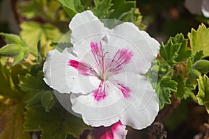 Pink and white geranium flowers