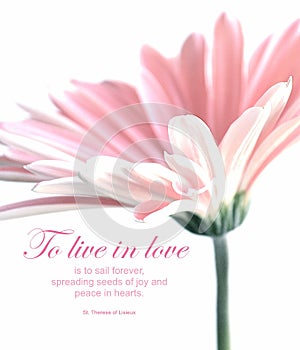 Pink & white Gerbera Daisy closeup on white background with quote by Saint Therese of Lisieux