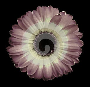 Pink-white gerbera flower black isolated background with clipping path. Closeup. no shadows. For design.