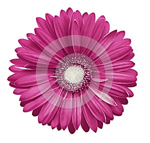 Pink-white gerbera flower, white isolated background with clipping path. Closeup. no shadows. For design.