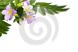 Pink and white great polemonium, Polemonium carneum, flowers and foliage on a white background