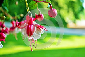 Pink and white hanging fuchsia flower