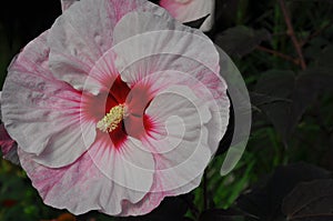 Pink and white hibiscus beauty