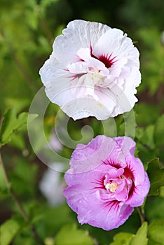 Pink and white hibiscus flower