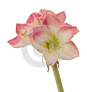 Pink and white Hippeastrum amaryllis