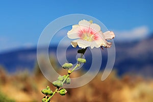 Pink and White Hollyhock