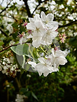 Pink and White Hybrid Cherry flowers (Prunus x yedoensis) photo