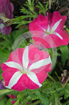 Pink and white hybrid Desert rose flower (Other names are desert