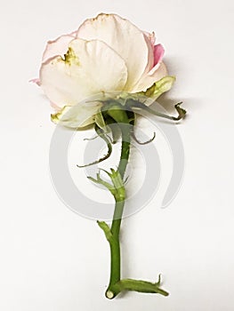 A Pink and White Hybrid Rose with Thorns and a Green Stem