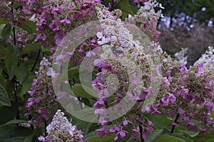 Pink And White Hydrangea Blooming