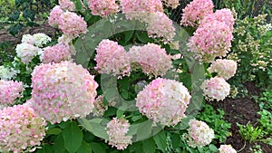 pink and white hydrangea sways in the wind