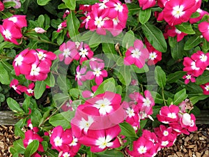 Pink and White Impatiens in the Summer Garden in july
