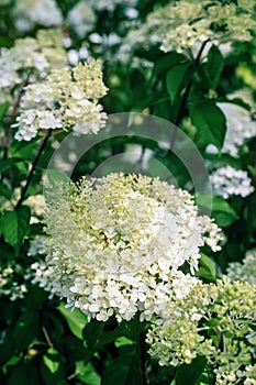 Pink-white inflorescences of paniculata hydrangea Hydrangea paniculata of the Vanille Fraise variety with a slight