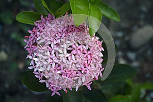 Pink and white Ixora flowers