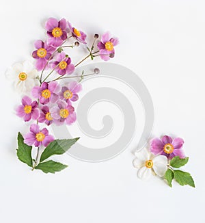 Pink with White Japanese Anemone Sprig on White