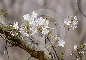 Pink and white Japanese cherry blossoms flower or sakura bloomimg on the tree branch. Small fresh buds and many petals layer