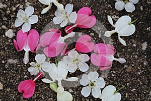 Pink and white bleeding heart flowers with cherry blossoms scattered on pavement.