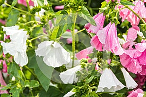 Pink and white lavatera in summer garden. Flowering bright plants as background. Delicate petals form bell