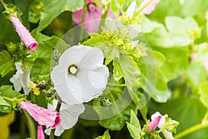 Pink and white lavatera in summer garden. Flowering bright plants as background. Delicate petals form bell