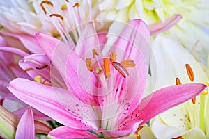 Pink and white lilies close-up, pistil and stamens