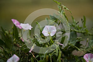 Pink and White Lilies in the Garden | Flowers Garden | Pink and White Flowers in the Garden | Pink Lily | White Lily | Natural Bea