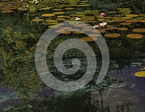 Pink And White Lilies On Lily Pads