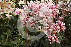 Pink and white lillies