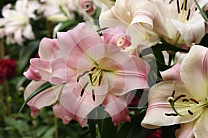 Pink and white lillies