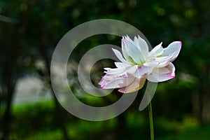 Pink and white lotus in blooming beauty