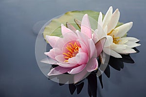 Pink and white lotus blossoms or water lily flowers blooming on pond