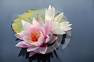 Pink and white lotus blossoms or water lily flowers blooming on pond