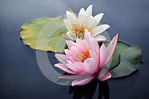 Pink and white lotus blossoms or water lily flowers blooming on pond