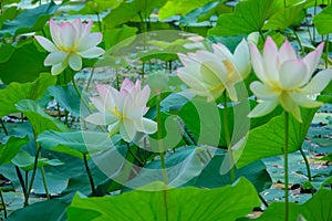 Pink-white lotus flower