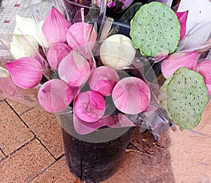 Pink and white Lotus flowers along with Lotus seedpods in a bucket