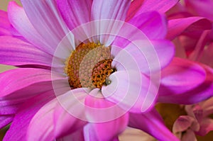 PINK AND WHITE MACRO DAISY