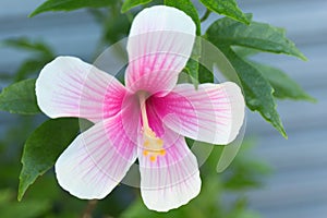 Pink and white macro hibiscus flower on blur green leaves background.