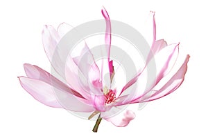Pink-white magnolia flower