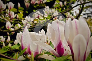 Pink & White Magnolia Flowers Closeup