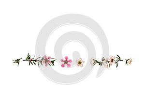 Pink and white manuka tree flowers against white background with copy space above