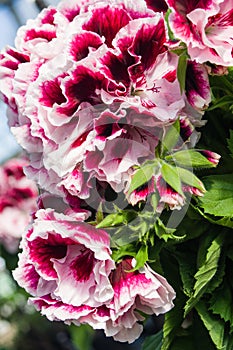 Pink and white Martha Washington geraniums