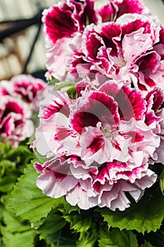 Pink and white Martha Washington geraniums