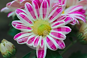 Pink white mic color dalia flower closeup